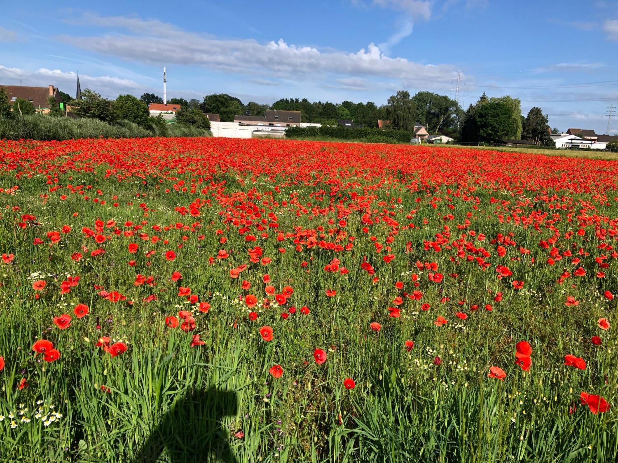 Vakantiewoningeikenhof Londerzeel Luaran gambar